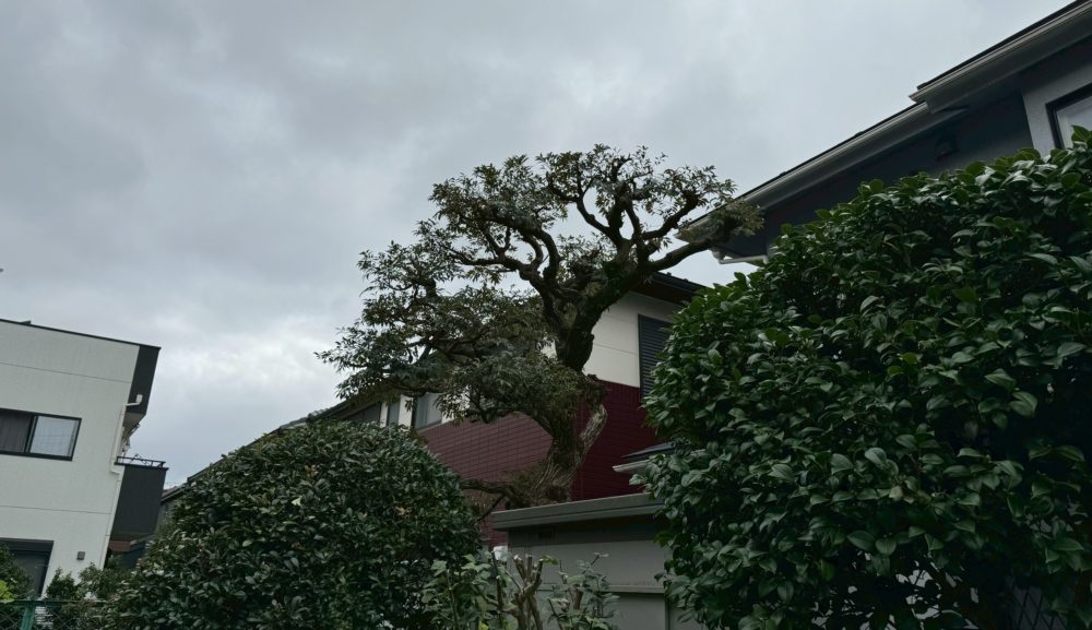 【施工事例】<br>スダジイ 6m剪定