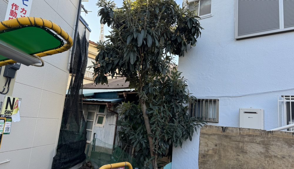 【施工事例】<br>高木5m伐採