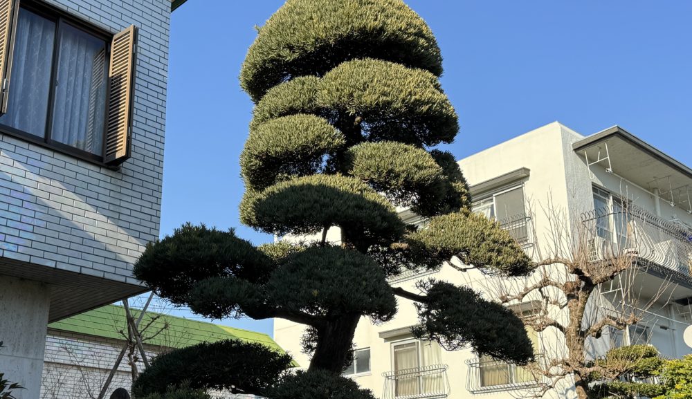 【施工事例】<br>6m マキ玉造り　剪定
